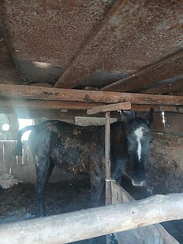 лошадь токмок: Продаю | Жеребенок | Для разведения — 1