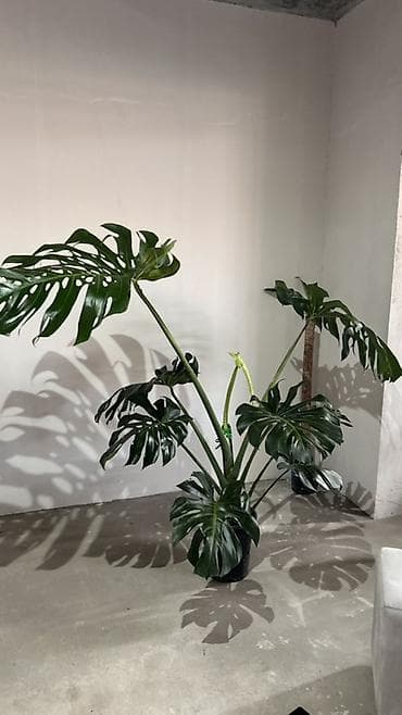 Комнатные растения: Монстера делициоза (Monstera deliciosa), крупное взрослое комнатное — 2