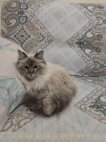 русская серая кошка: Кот в добрые руки. Пушистый котик с — 1