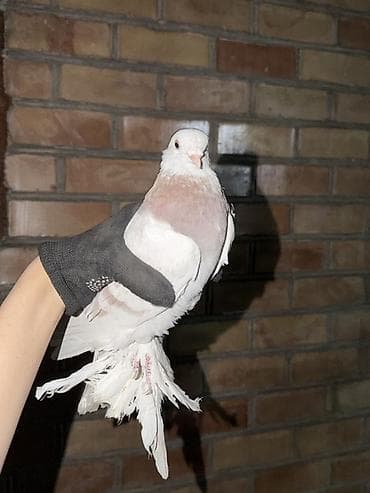 canada goose: Цена договорная Породистые голуби (декоративные, космоногие) — 3