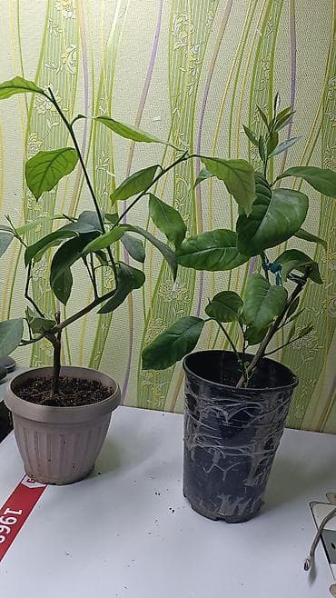 лимонный сок: Продаются укорененные черенки лимона Павлова, от плодоносящего — 1