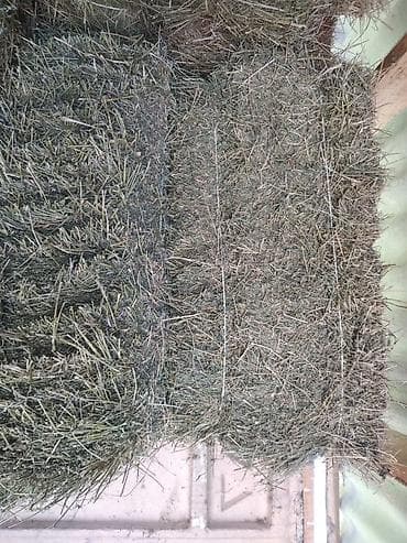 ит ош итер: Клевер 2й кос — 1