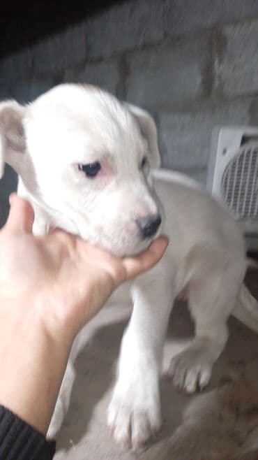 ам стафф: Бишкек: Щенки французского бульдога смеси 🐶 Замечательные щенята ищут — 3