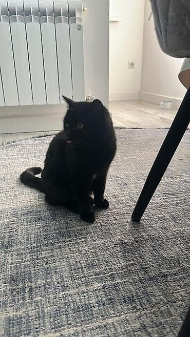 Аквариумы: Кошка даром: Беспородная, Девочка — 4