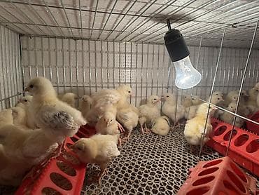 Продаю | Цыплята | На забой