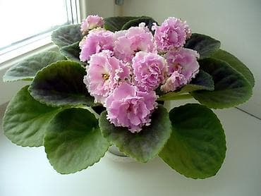 туп: В продаже детки стартеры, взрослые сортовые фиалки, Отправка по — 6