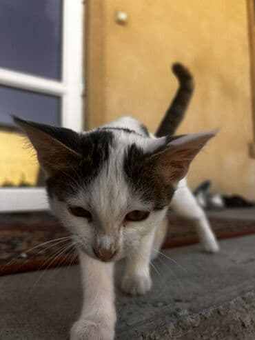 котёнок в добрые руки: 2 месяца, Девочка, Белый, Метис, Приучена к лотку — 1