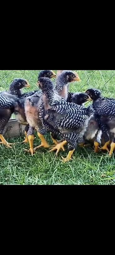 С/х животные и товары: Продаю | Куры | Несушки — 7