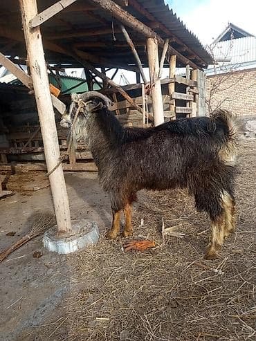 Продам с/х животных: Продаю | Козёл (самец) | Для разведения | Племенные — 1