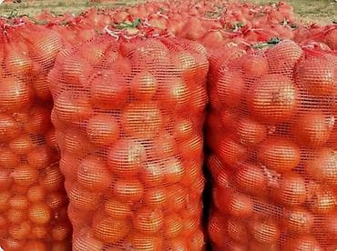 Кухонные принадлежности: Лук Оптом — 2