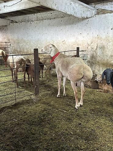 Продаю | Баран (самец) | Для разведения | Осеменитель