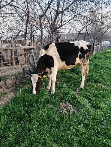 молоко воз: Продаю | Корова (самка) | Голштин | Для молока — 5