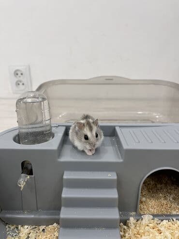 Грызуны: Две очаровательные Джунгарские девочки🎀, возраст 3 месяцев, ищут новый — 6