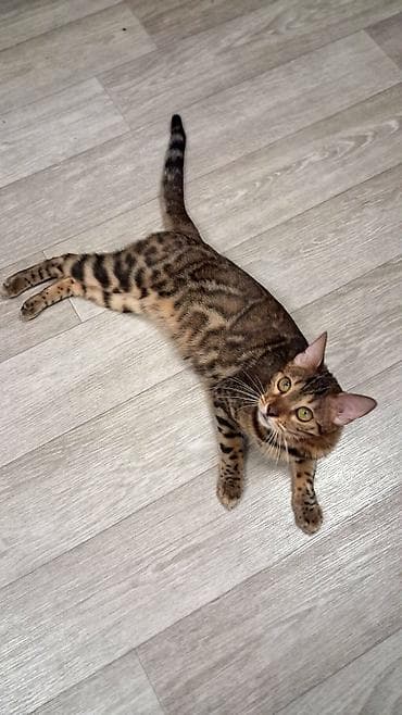 бенгальская кошка домашняя: Бенгальская, 8 месяцев, Девочка, Приучена к лотку, Проглистована, С прививками — 1
