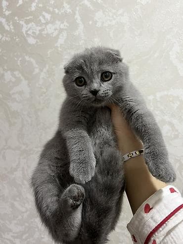 сколько стоит вислоухие кошки: Шотландский вислоухий котёнок (Scottish Fold), окрас сплошной голубой — 1