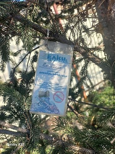 Ремонт и строительство: Ель белая (канадская) + Сосна (саженцы, взрослые экземпляры для — 2