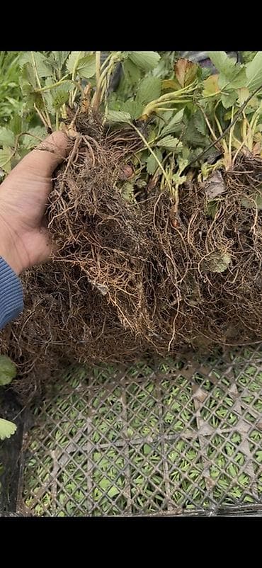 инкубационный яйцо куриное: Альбион саженцы.
Альбион кочот.
Копанка Альбион Срочно — 3