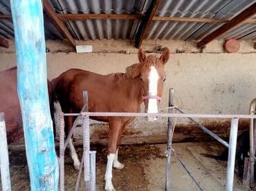 домик для кота: Сатам | Бээ (ургаачы) | Көбөйтүү үчүн — 1