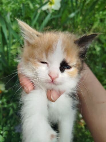 кошка турецкая ангора: Девочка — 2