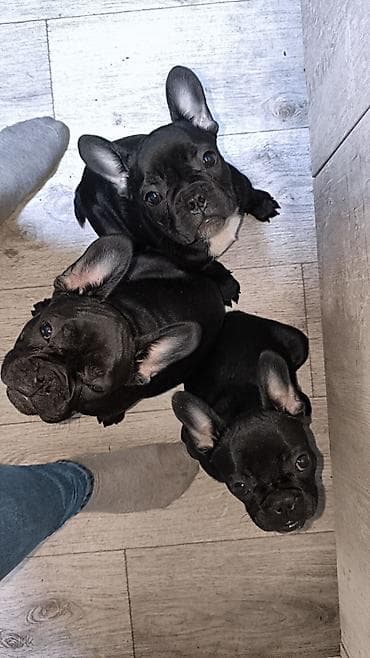 отдам породистого: Бульдог, 3 месяца, Самец, С прививкой — 1