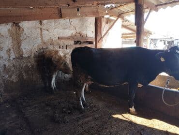сколько длится беременность коровы: Продаю | Корова (самка) | Симментальская | Для разведения | Стельные — 3