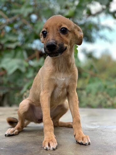 продажа собак бишкек: Отдадим щенков в заботливые руки. Прививки поставлены, от паразитов — 2