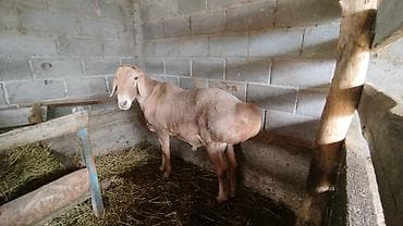 домашние птицы: Продаю | Баран (самец) | Арашан | Для разведения | Племенные — 2