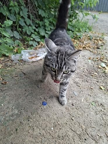 СРОЧНО котёнку нужен любящий хозяин и тёплый дом. Серый полосатый