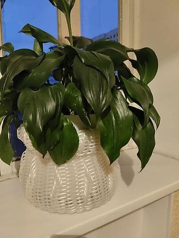 светы комнатный: Монстера вариегатная (Monstera deliciosa variegata) в горшке. - — 6