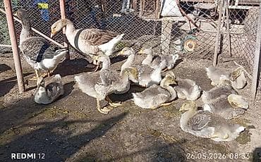 бенгальская кошка цена бишкек: Продаю месячных гусят, породы: серая крупная. Родители, с Перьми — 3
