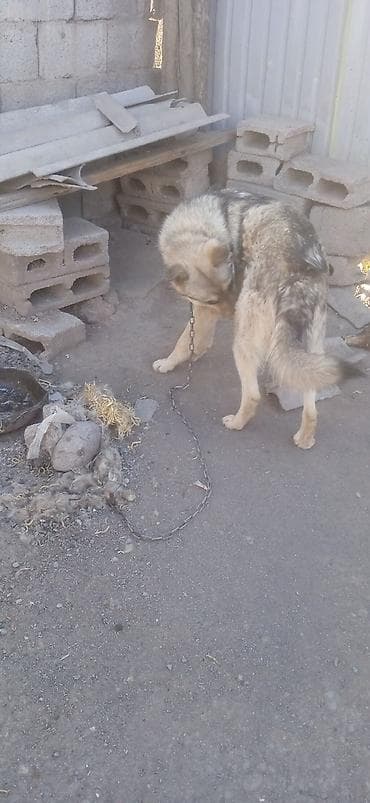 купить собаку фокстерьер: Собака среднего размера, на цепи. Окрас серо-палевый с темным — 9