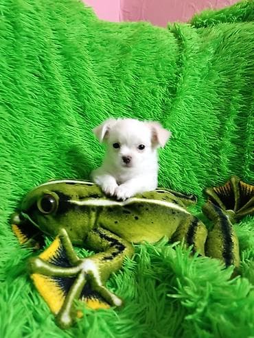 Вязка собак: Чихуахуа, 2 месяца, Самец, С прививкой — 1