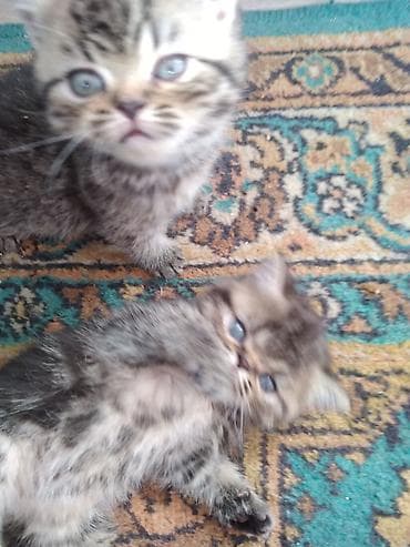 Животные: Шотландские котята. 1,5 месяца. 2з девочки, мальчик на брони — 3