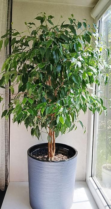 цветы фикусы: ФИКУС Продаю ФИКУСЫ В каждом стаканчике по 3–4 веточки: хорошо — 2