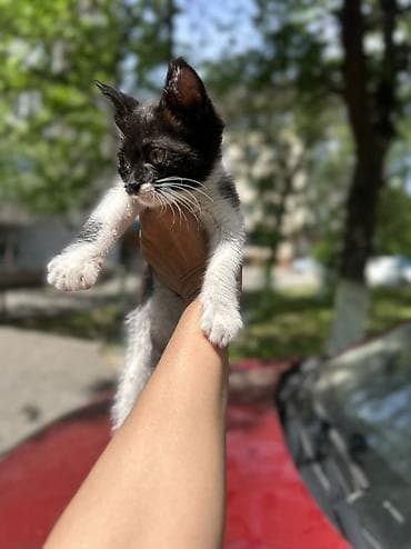 Отдам даром кошку: Отдам в хорошиеи добрые руки бесплатно Котёнона- мальчик окрас — 2