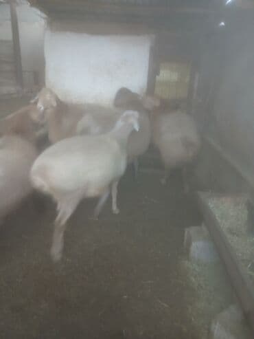 декоративные кролик: Продаю | Овца (самка) | Для разведения | Матка — 9