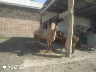 животные баран: Продаю | Овца (самка) | Для разведения | Племенные — 1