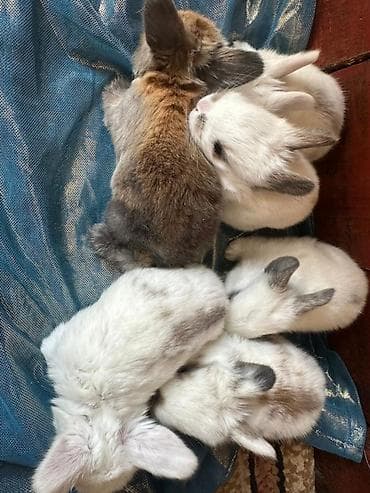 Башка жаныбарлар: Карликовые декоративные крольчата - Порода/тип: мини/декоративные — 6