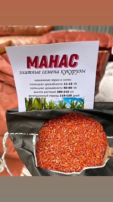 Манас 1000жугору урук данга кетет ✅ Сапаттуу үрөн – Мол түшүм! 🌽