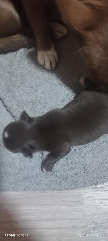 чихуахуа щенки: Продаётся щенок порода чихуахуа. Родители с родословной — 7