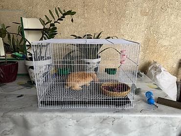 кошка мышык: Клетка для кролика/грызуна с глубоким поддоном и решетчатым полом - — 1
