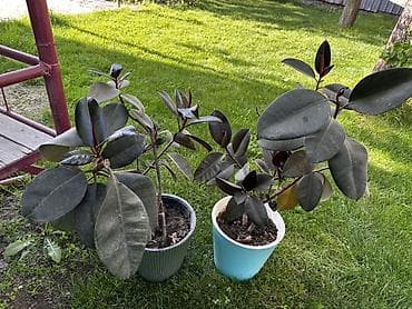 Комнатные растения Фикус эластика (Ficus elastica), сорт с