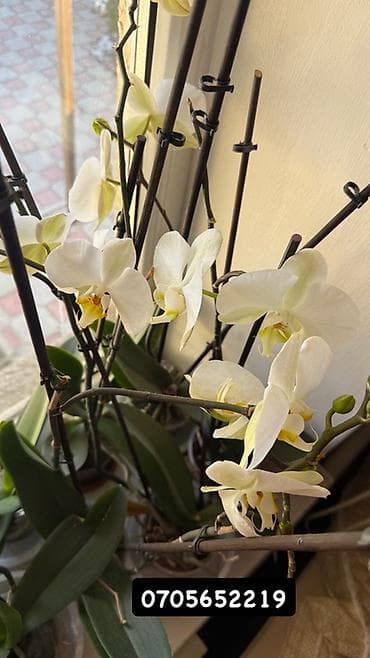 Кактусы: Орхидеи в горшках. - Разные окраски цветков: преимущественно белые — 2