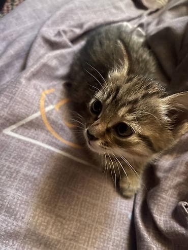 породистые кошки бишкек: Котята домашние, ласковые и игривые. Шотландские вислоухие/прямоухие — 10