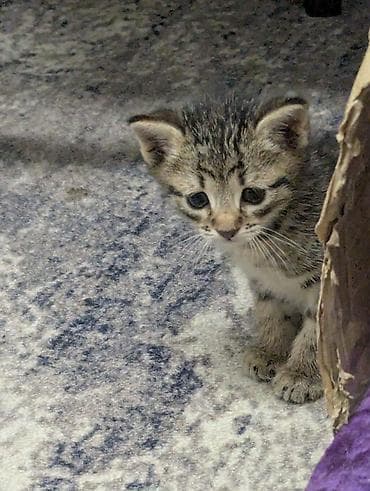 кошка с разными глазами: Котята от домашней кошки - 4 котят: есть трёхцветные — 2
