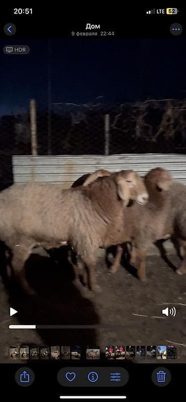 сибирская дымчатая кошка: Продаю | Баран (самец) | Для разведения — 4