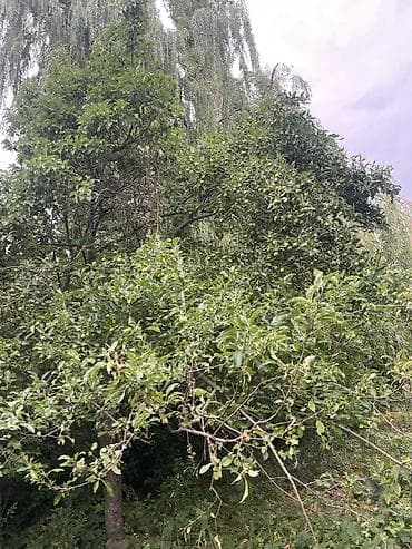 Недвижимость: 30 соток, Для сельского хозяйства — 4