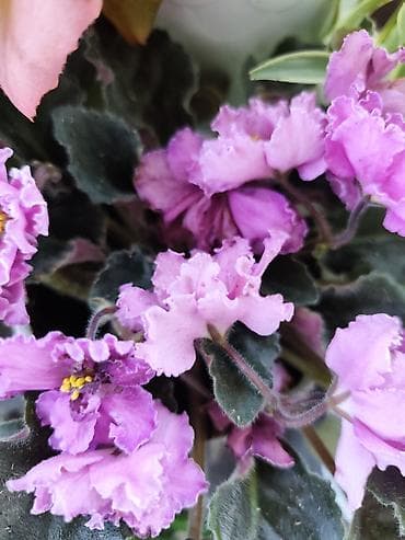 фиалку: Фиалки (сенполии) и герань (пеларгония) в горшках — комнатные цветущие — 8