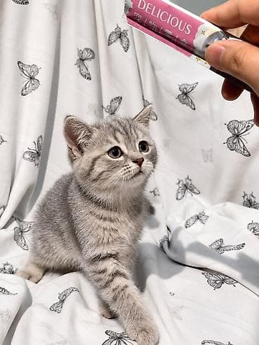кошка малинкый: Британские короткошёрстные котята, окрас серебристый табби. Описание — 2