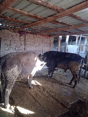 купить карликового кролика: Продаю | Бык (самец) | Швицкая | На откорм | Привязанные — 7